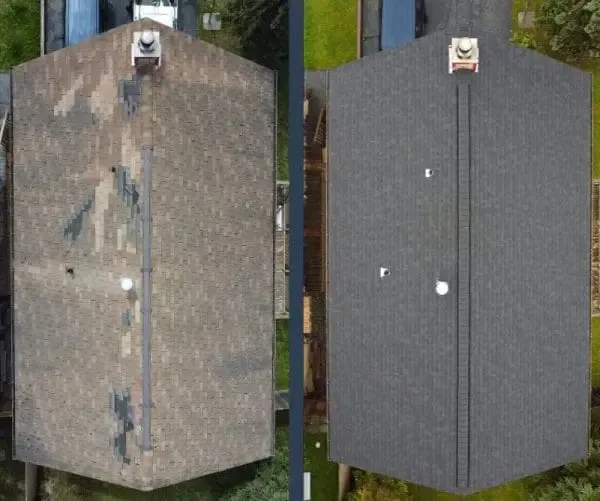 Greener Shingles Alaska photo 2